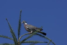 Cute Dove Bird on the tree at blue sky