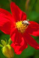 Bumblebee sitting on a flower