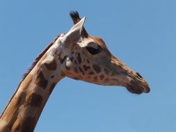 very beautiful and cute Giraffe