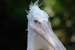 portrait of a pelican