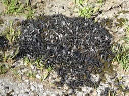 insects on cow dung