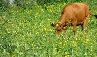 calf on a field with green grass