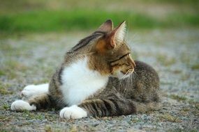 reclining domestic cat