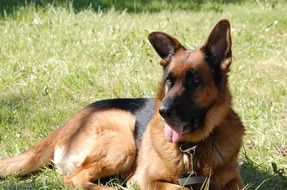 Picture of brown dog on a field