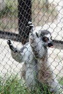 lemur in a cage