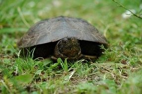 magnificent Turtle Animal