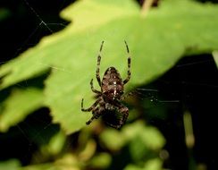 spider on the web outdoor