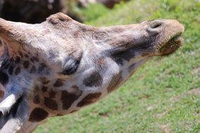 giraffe head on the background of green grass