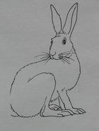 drawing a hare on a white sheet