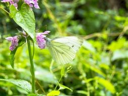 light green butterfly in summer