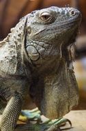 scaly wild iguana