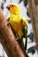 yellow parrot in a tree