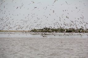 amazingly beautiful Birds Sea