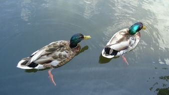 Colorful Duck Birds in Pond scene