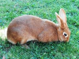 brown rabbit on green grass close-up