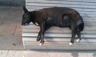 dog is sleeping on the bench