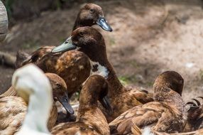 brown ducks on a field in Thailand
