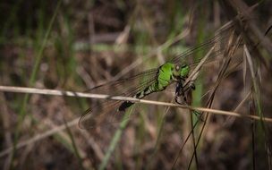 green dragonfly in wildlife