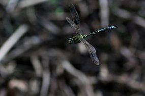 Dragonfly insect Flight scene