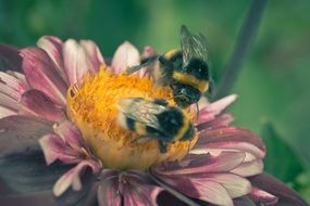 bees on the dahlia hortensis flower