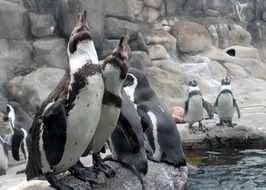 charmingly cute Penguin Zoo