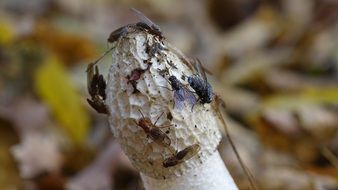 insects on a mushroom close up