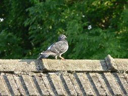 Pigeon Summer bird