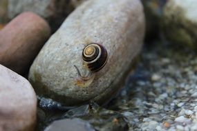 garden snail crawling on stone close-up on blurred background