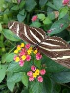 striped Butterfly on colorful Flowers