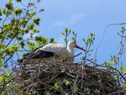stork sits in a nest in a tree