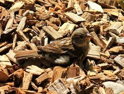 picture of the Sparrow on a woods