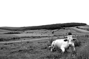 black and white picture of a cow on pasture