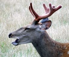 wild Hirsch with open mouth portrait