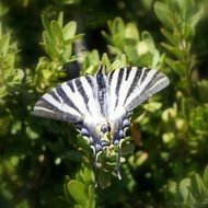 Zebra butterfly on a green bush