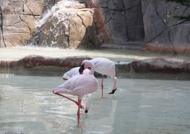 white flamingos in a pond in a park