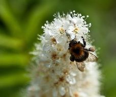 Closeup picture of bee pollinating white flowers