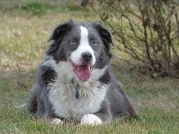 australian shepherd with sky blue eyes