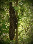 bee nest on a tree trunk