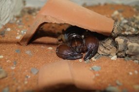 Scorpio, Toxic Insect hiding beneath tile