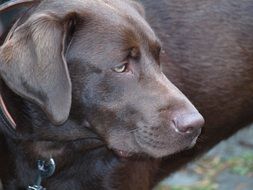 picture of the brown Labrador Dog