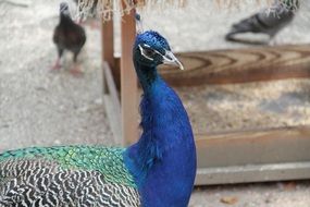 beautiful blue peacock in the aviary