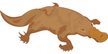 Brown Platypus