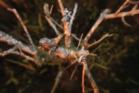 Closeup photo of dry twigs