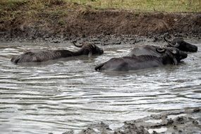 three buffaloes in dirty water