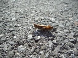 Close-up of the grasshopper on the stones