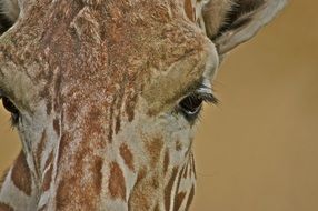 full face giraffe close up