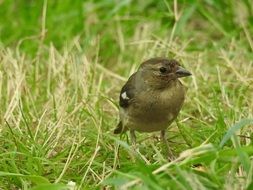 sparrow among green grass closeup