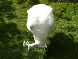 Females Peacock White Bird