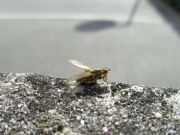 fly on the granite wall