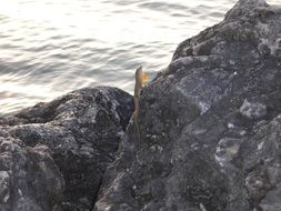 Lizard near the ocean